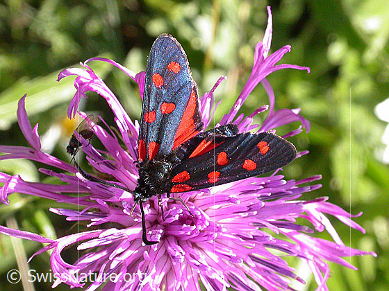 Gewöhnliches Widderchen (Zygaena filipendulae)