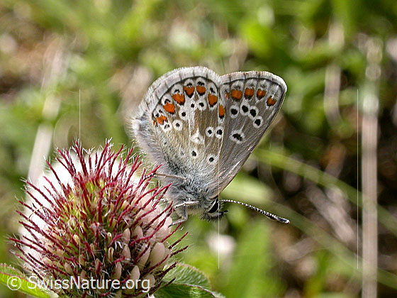 Foto: Bläuling, Flügel geschlossen 
Lat.: Aricia artaxerxes allous