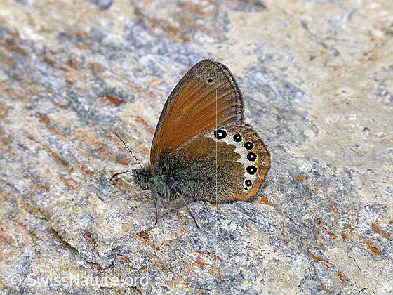 Alpen-Wiesenvögelchen (Coenonympha gardetta)