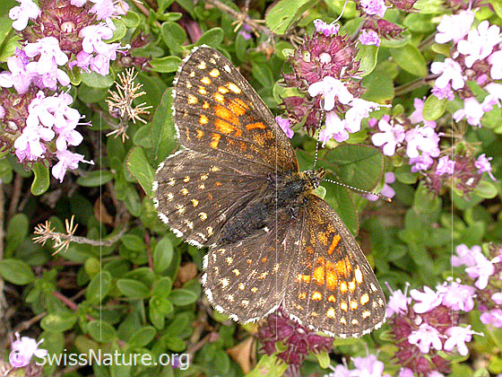 Foto: Ev. Ehrenpreisscheckenfalter, Flügel geöffnet
Lat.: Mellicta aurelia