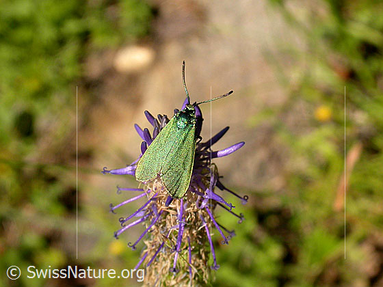 Foto: Grünwidderchen 
Lat.: Adscita statices