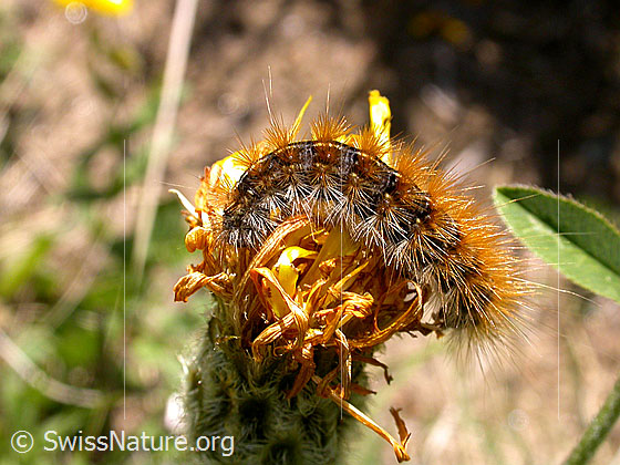 Foto: Raupe des Rotrandbärs
Lat.: Diacrisia sannio