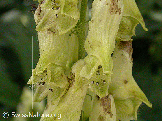 Foto: Platanenblättriger Eisenhut, Blüten 
Lat.: Aconitum platanifolium, 
Familie: Ranunculaceae