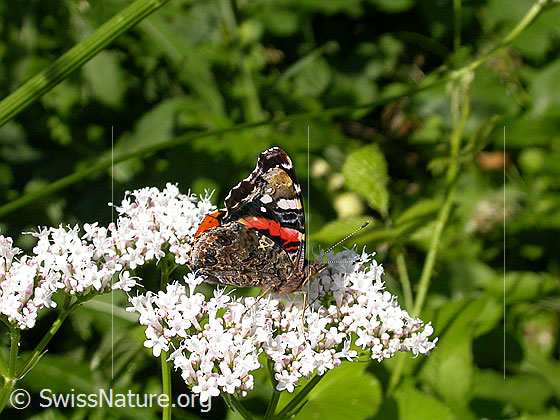 Foto: Admiral (Vanessa atalanta), auf Baldrian-Blüte sitzend, Flügel geschlossen, Ansicht von der Seite.