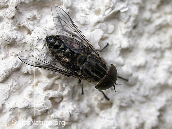 Pferdebremse (Tabanus sudeticus)
