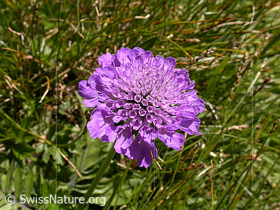 Foto: Glänzende Skabiose, Blüte 
Lat.: Scabiosa lucida
Familie: Caprifoliaceae (Geissblattgewächse)
Unterfamilie: Dipsacaceae (Kardengewächse)
Gattung: Scabiosa (Skabiosen)