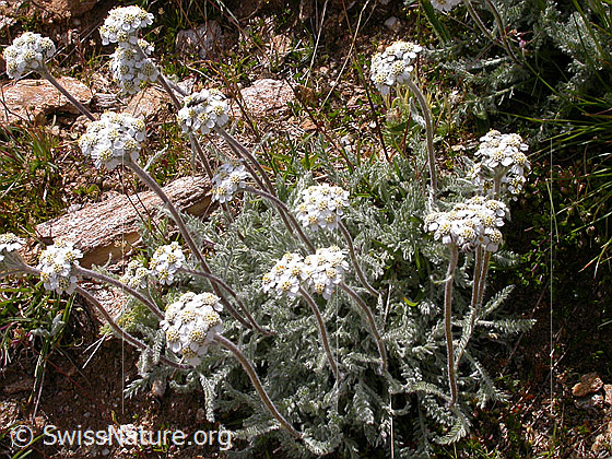 Foto: Zwerg-Schafgarbe 
Lat.: Achillea nana
Familie: Asteraceae (Korbblütler)
Gattung: Achillea (Schafgarben)