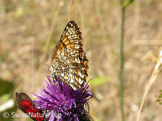 Foto: Flockenblumenscheckenfalter, Flügel geschlossen, Ansicht von der Seite. 
Lat.: Melitaea phoebe