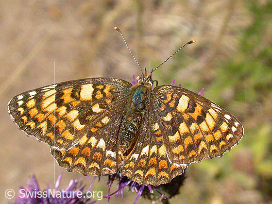 Foto: Flockenblumenscheckenfalter, Flügel geöffnet 
Lat.: Melitaea phoebe
