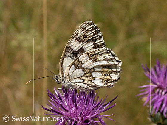 Foto: Schachbrett (Melanargia galathea) auf Skabiosen-Flockenblume (Centaurea scabiosa). Flügel geschlossen. Ansicht von der Seite.