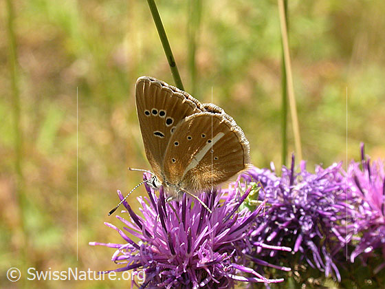 Weissdolch Bläuling (Polyommatus damon) auf Skabiosen-Flockenblume (Centaurea scabiosa)