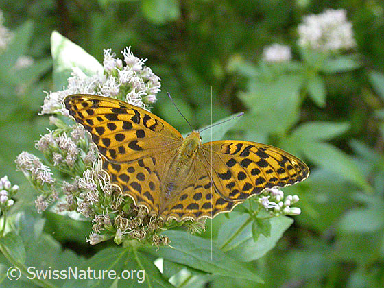 Foto: Kaisermantel (Argynnis paphia). Weibchen. Flügel geöffnet. Ansicht von oben.