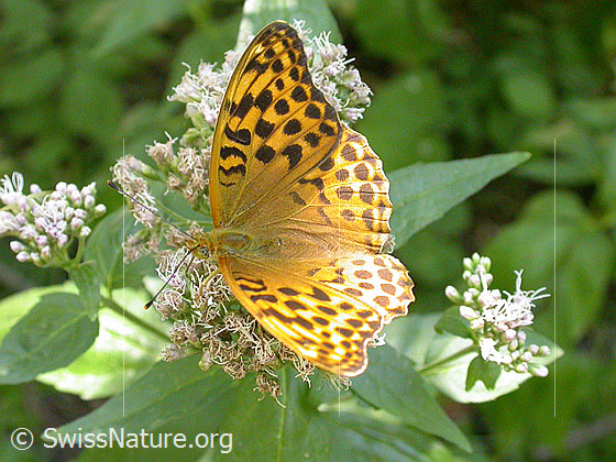 Foto: Kaisermantel (Argynnis paphia). Weibchen. Flügel geöffnet. Ansicht von seitlich oben.
