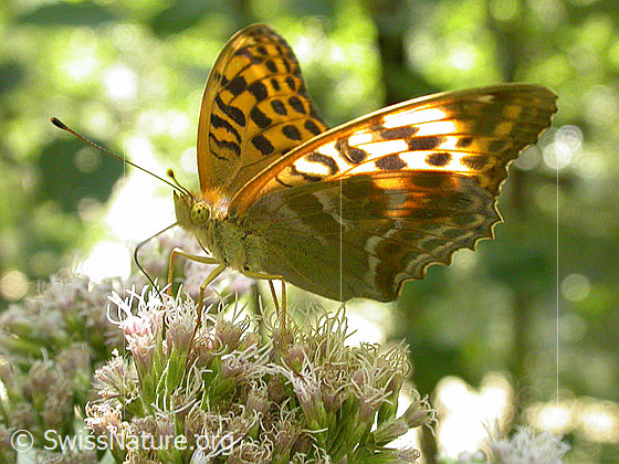 Foto: Kaisermantel (Argynnis paphia). Flügel halb geöffnet. Ansicht von schräg vorne.