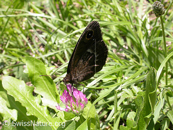 Foto: Weisskernauge (Satyrus ferula), Männchen, Flügel geschlossen, Ansicht von schräg vorne..
Lat.: Satyrus ferula