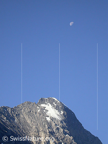 Foto: Gipfel des Eiger mit Mond von NNE (Grindelwald)
Gut zu sehen ist der Mittellegigrat und das "Lauper-Eisfeld"