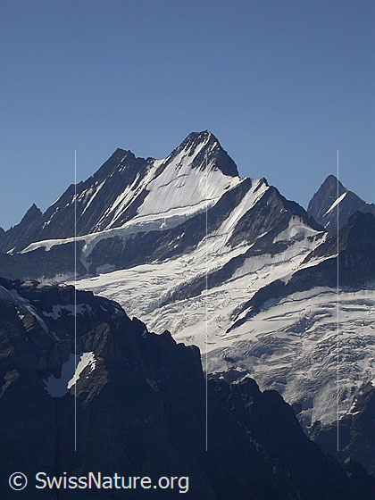 Foto: Lauteraarhorn, Schreckhorn und Finsteraarhorn von NW (Aufstieg Schwarzhorn)