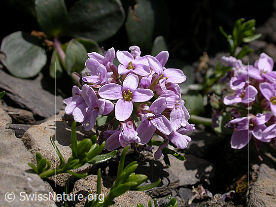 Foto: Kriechendes Täschelkraut (Thlaspi rotundifolium), Blüten
Lat.: Thlaspi rotundifolium
Familie: Brassicaceae (Kreuzblütler)