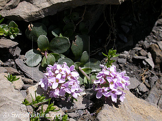 Foto: Kriechendes Täschelkraut (Thlaspi rotundifolium)
Lat.: Thlaspi rotundifolium
Familie: Brassicaceae (Kreuzblütler)