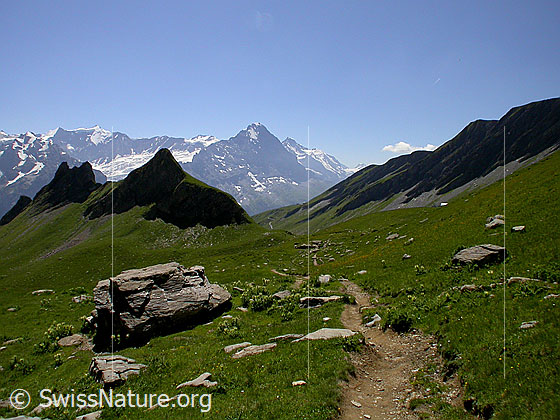 Foto: Ochs, Gross Fiescherhorn, Eiger und Jungfrau von NE (Abstieg Schwarzhorn). Im Vordergrund: Schilt