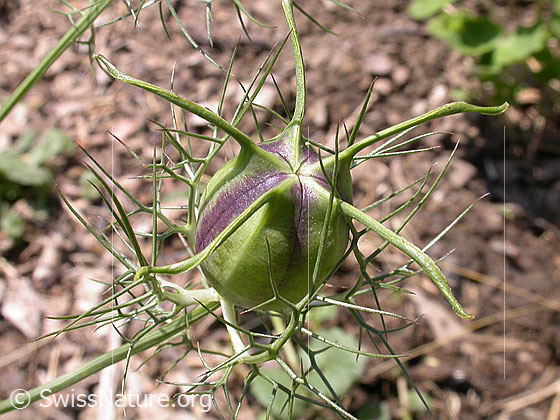 Foto: Gretchen im Busch (Nigella damascena). Fruchtkapsel.
Lat.: Nigella damascena
Familie: Ranunculaceae (Hahnenfussgewächse)
Unterfamilie: Ranunculoideae
Gattung: Nigella