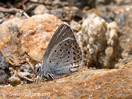 Foto: Bläuling, Flügel geschlossen 
Lat.: Lycaeides idas