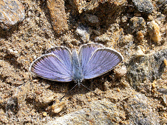 Foto: Bläuling, Flügel geöffnet 
Lat.: Lycaeides idas