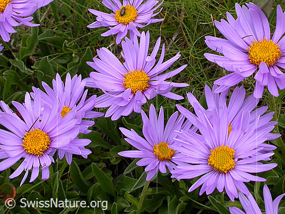Foto: Alpen-Aster (Aster alpinus)
Lat.: Aster alpinus 
Familie: Asteraceae (Korbblütler)
Unterfamilie: Asteroideae
Gattung: Aster (Astern)