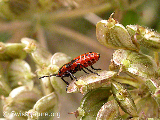 Foto: Wanze aus der Familie der Bodenwanzen
Familie: Lygaeidae (Bodenwanzen)