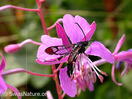 Foto: Kleiner Weidenglasflügler
Lat.: Synanthedon formicaeformis
Familie Sesiidae