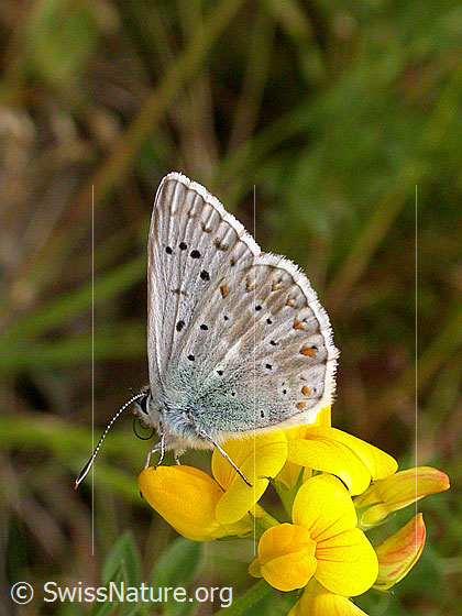 Foto: Silbergrüner Bläuling, Flügel geschlossen
Lat.: Lysandra coridon