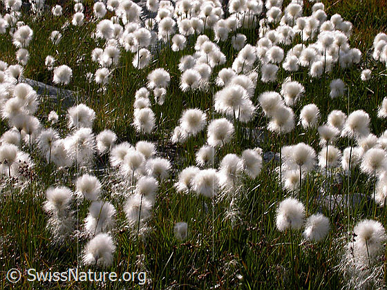 Foto: Scheuchzers Wollgras, Blüte Lat.: Eriphorum Scheuchzeri Familie: Cyperaceae