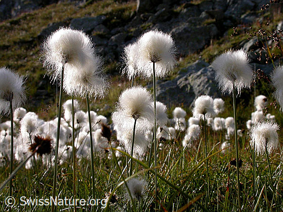 Foto: Scheuchzers Wollgras, Blüte 
Lat.: Eriphorum Scheuchzeri 
Familie: Cyperaceae