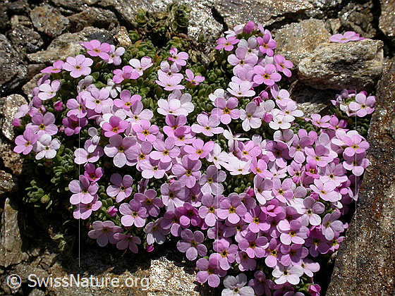 Foto: Alpen-Mannsschild 
Lat.: Androsace alpina
Familie: Primulaceae (Schlüsselblumengewächse)
Gattung: Androsace (Mannsschild)
