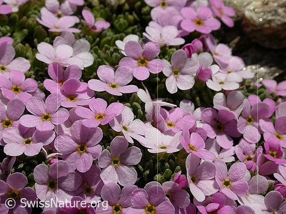 Foto: Alpen-Mannsschild, Blüten 
Lat.: Androsace alpina
Familie: Primulaceae (Schlüsselblumengewächse)
Gattung: Androsace (Mannsschild)