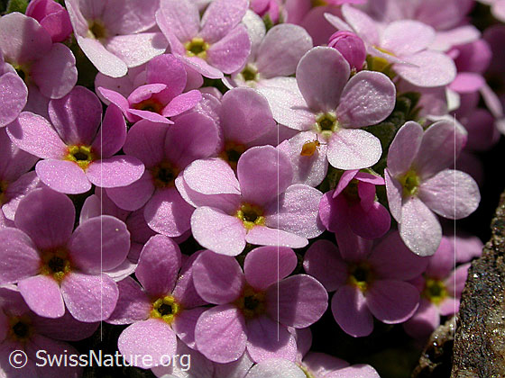 Foto: Alpen-Mannsschild, Blüten 
Lat.: Androsace alpina
Familie: Primulaceae (Schlüsselblumengewächse)
Gattung: Androsace (Mannsschild)