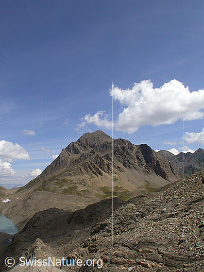 Foto: Grieshorn von W.