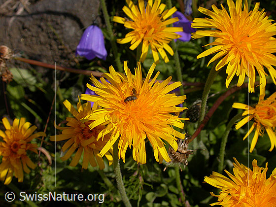 Foto: Alpen-Habichtskraut, Blüte
Lat.: Hieracium alpinum
Familie: Asteraceae