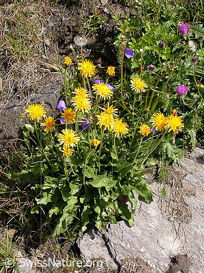 Foto: Alpen-Habichtskraut
Lat.: Hieracium alpinum
Familie: Asteraceae