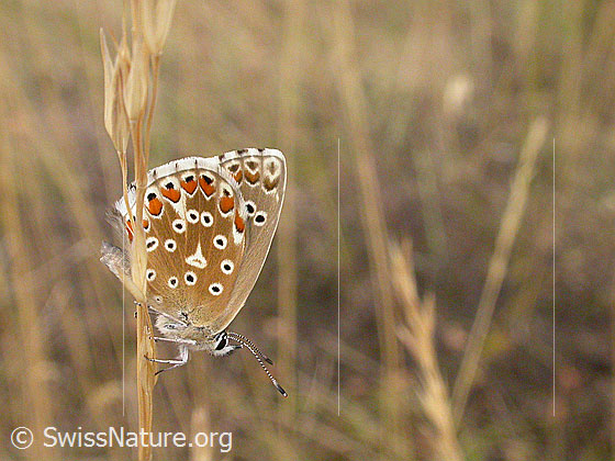 Foto: Himmelblauer Bläuling, an Grashalm hängend.
Lat.: Lysandra bellargus