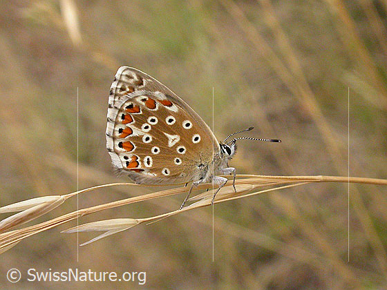 Foto: Himmelblauer Bläuling (Polyommatus bellargus). Auf Grashalm stehend.