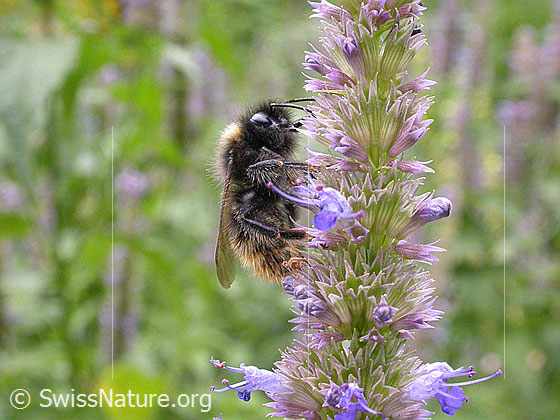 Foto: Wiesenhummel 
Lat.: Bombus pratorum
