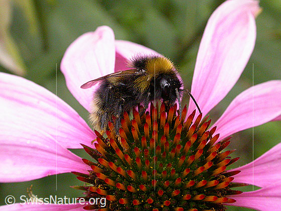 Foto: Dunkle Erdhummel
Lat.: Bombus terrestris