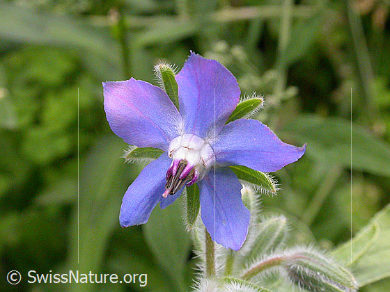 Foto: Borretsch 
Lat.: Borago officinalis 
Familie: Boraginaceae (Borretschgewächse)