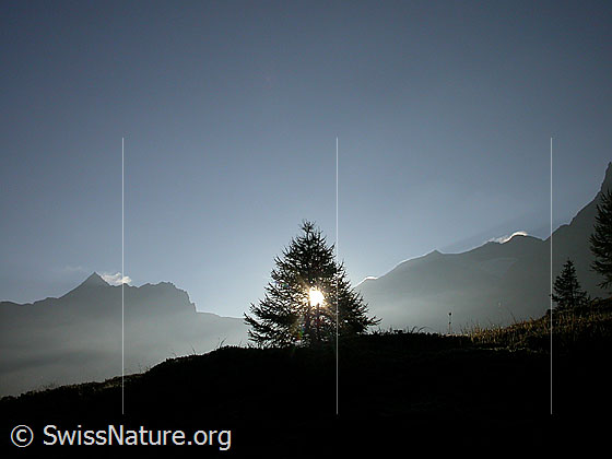 Foto: Morgenstimmung auf dem Simplonpass mit Tännchen, Wasenhorn, Mäderhorn, Breithorn.
Gegenlichtaufnahme.