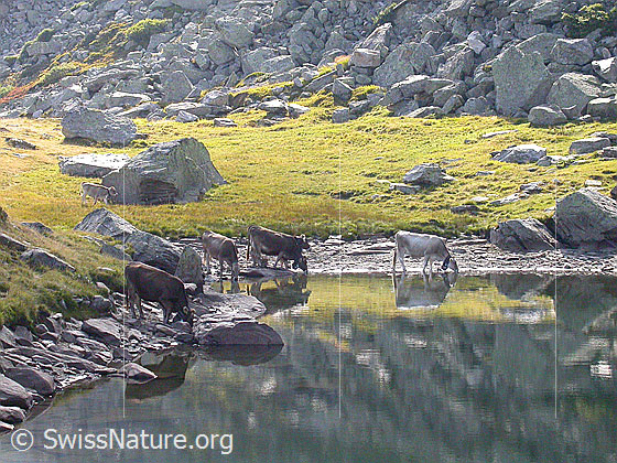Foto: Rinder am Schaplersee. Mit Spiegelung.