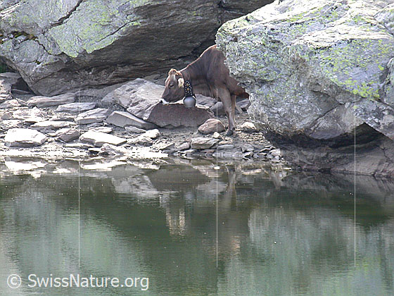Foto: Rind am Schaplersee.