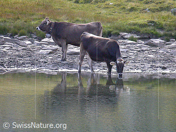 Foto: Rinder am Schaplersee.