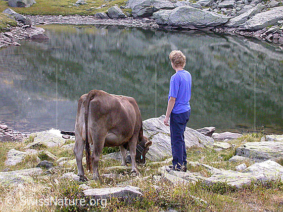 Foto: Tier und Mensch am Schaplersee.