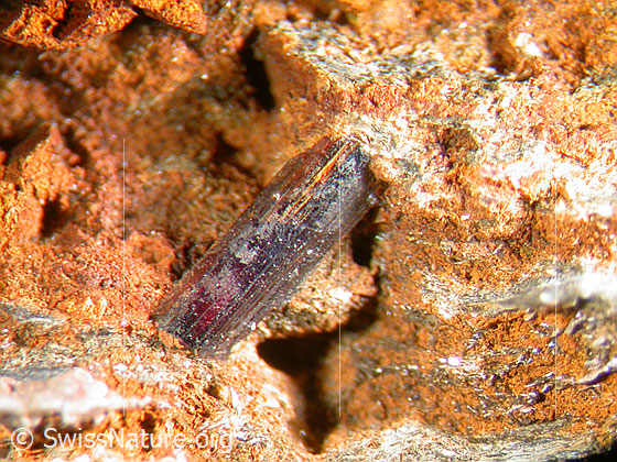 Foto: Rutilnadel. Länge: 5mm